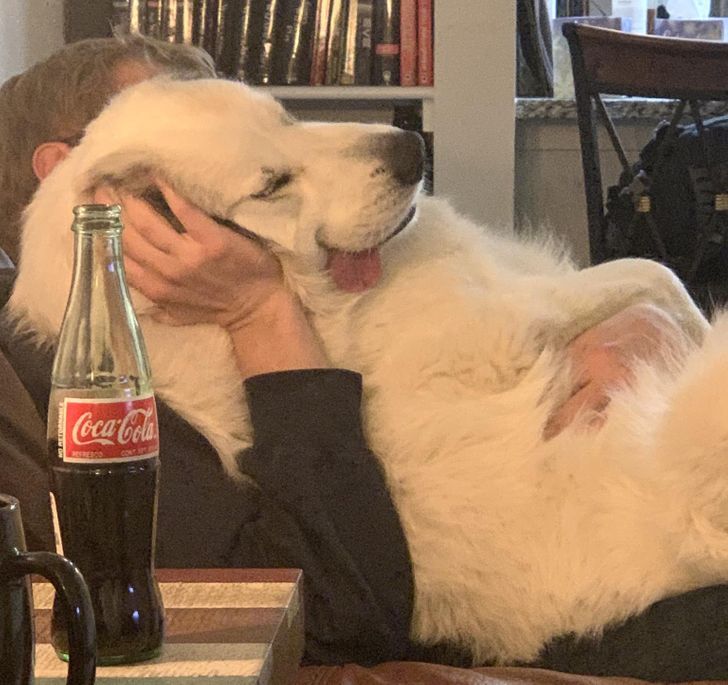 5ef2355042a53b943fd0b82074