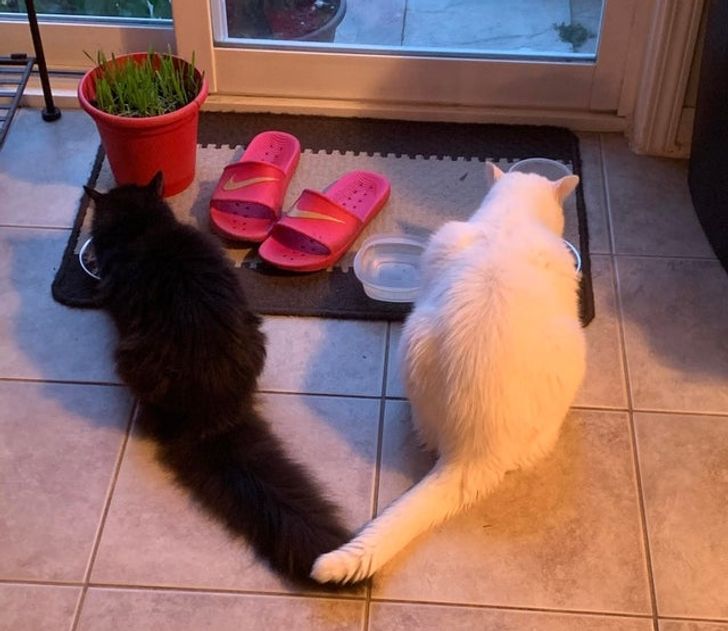 5f03285065adaa64d074f5b56e