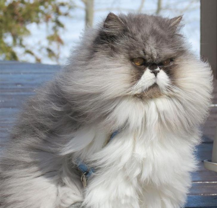 5f3ba257f9a6bc2af066a45854