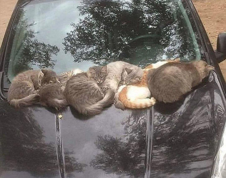 5fa93753d08a0f6d665d3dd72b