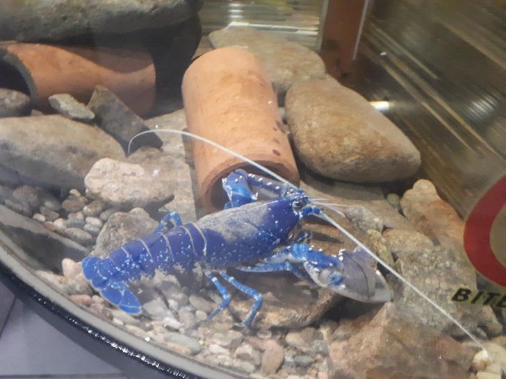 5fb52750dba911845ead3c79bc