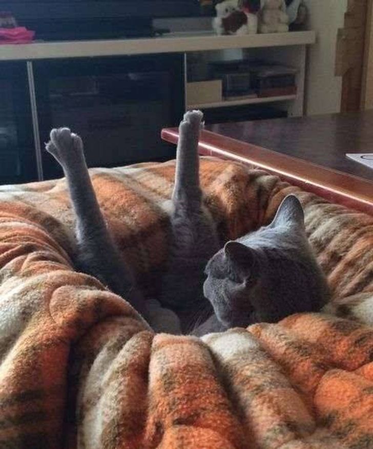 5fea6c510985ef190ad7a17e2e