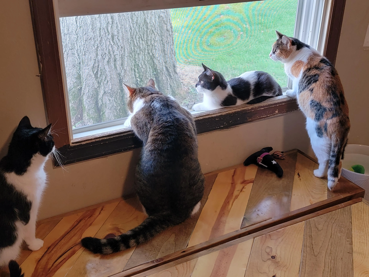 6169c45a018b95511e6ae0b41e