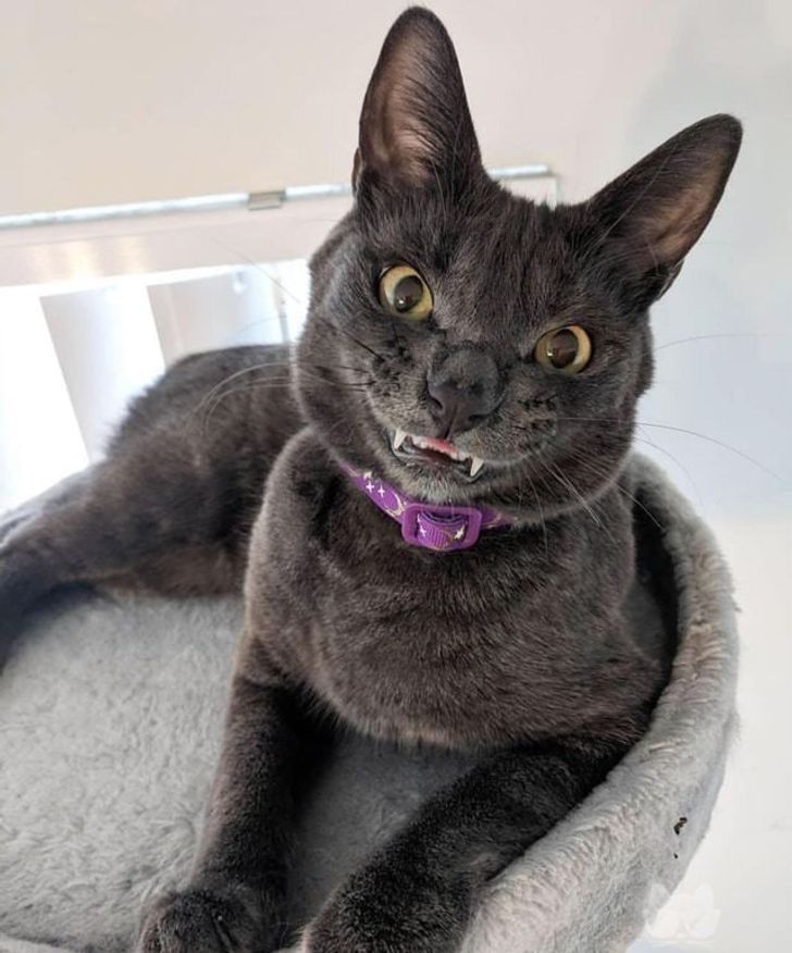 6203625c4bb27e42b8b30e2721