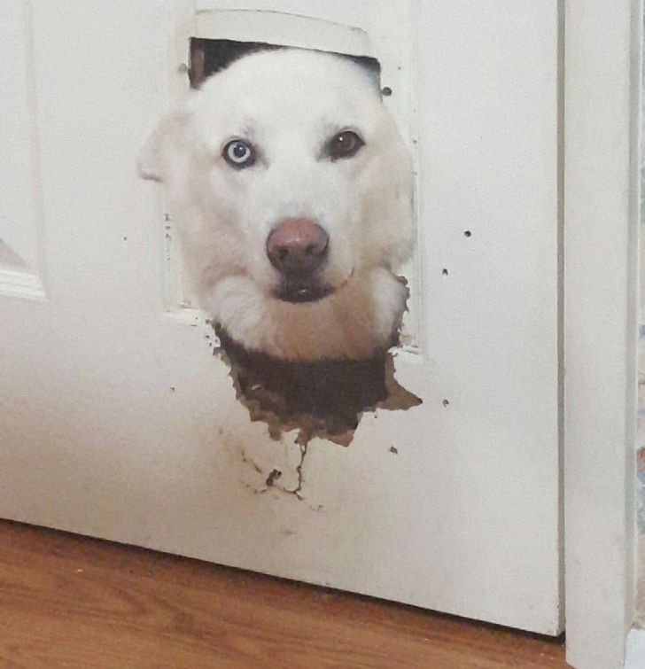 62060252c9bfa0062413b2a32b