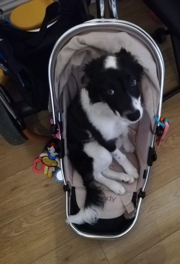 62133e575099af46f8e66c6629