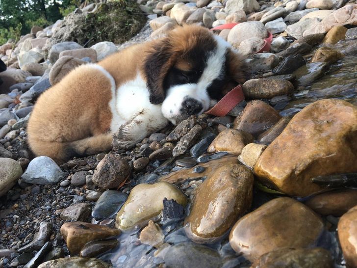 621964555cb5fc8ac15fd452d2