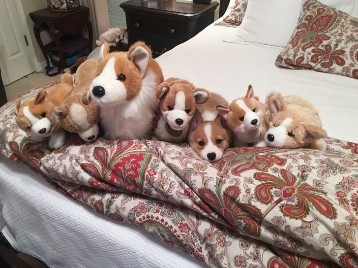 629c7f5c5f97ad44bc51ed6d03