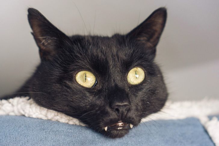 62eb4656cf9c5481fca1e413a3