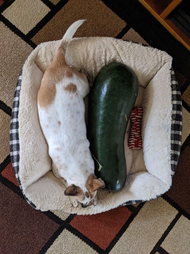 63571f502c9bafff24cdbe8900