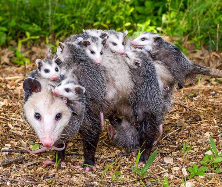 643d0858feb9babb73df78f04a