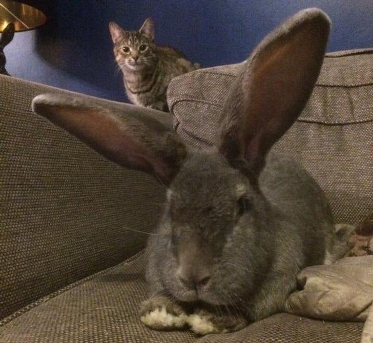 64c5df5e69abcd6759e31a4086