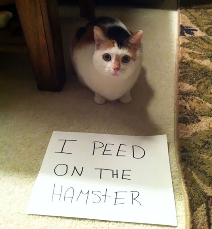 64e6ce5267986764434b45f21a