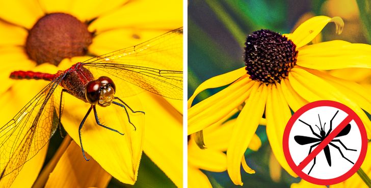 655d5d5f89b52e80517b962ee7