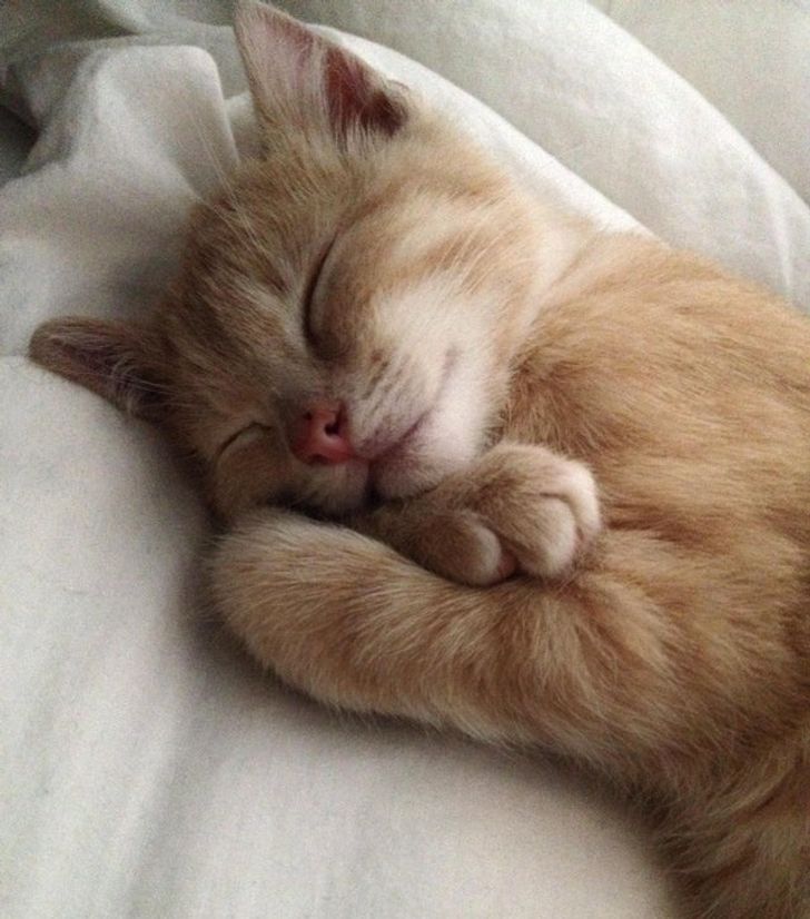 65780452cbb4375532c6bd3d57