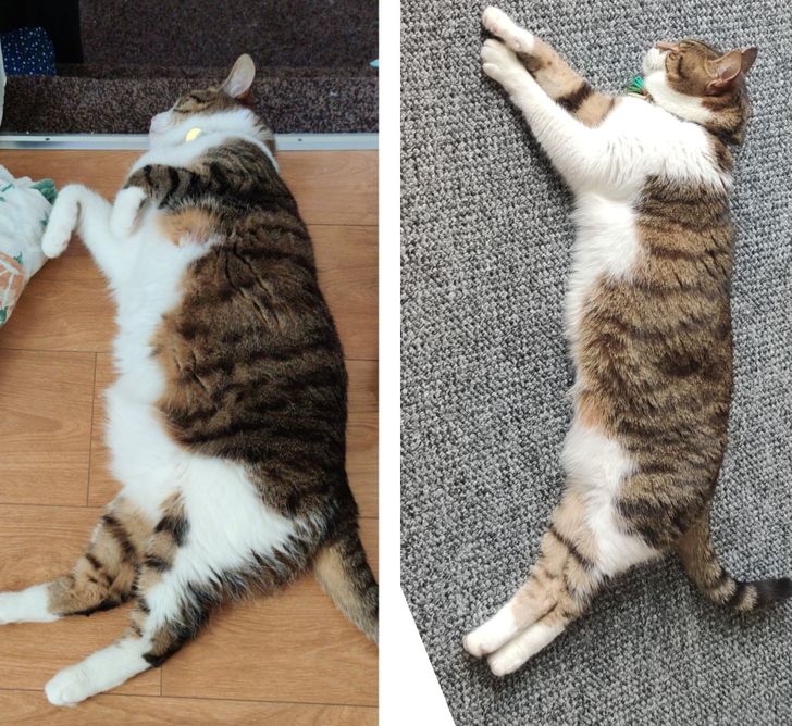 660af455f98387bf21498db360