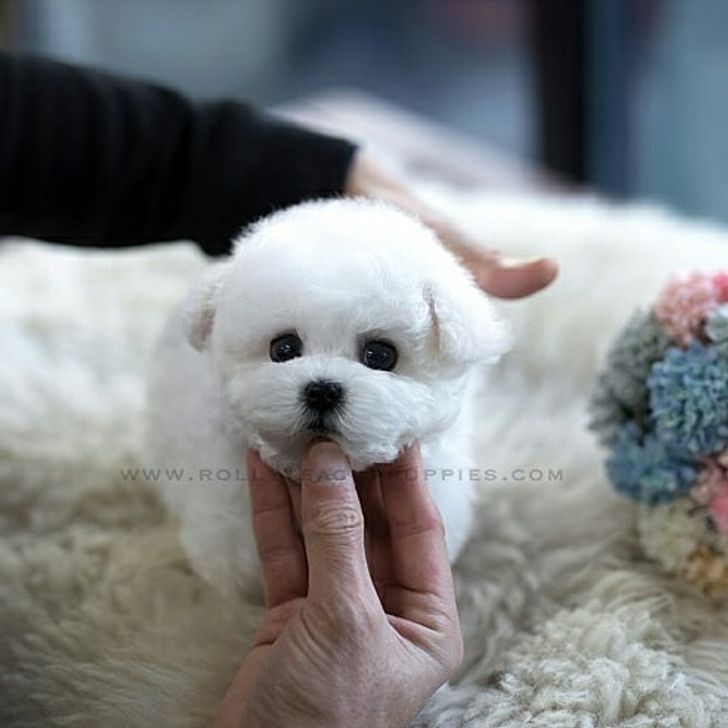 6635cb57cfbe96b418b9ce3e9b