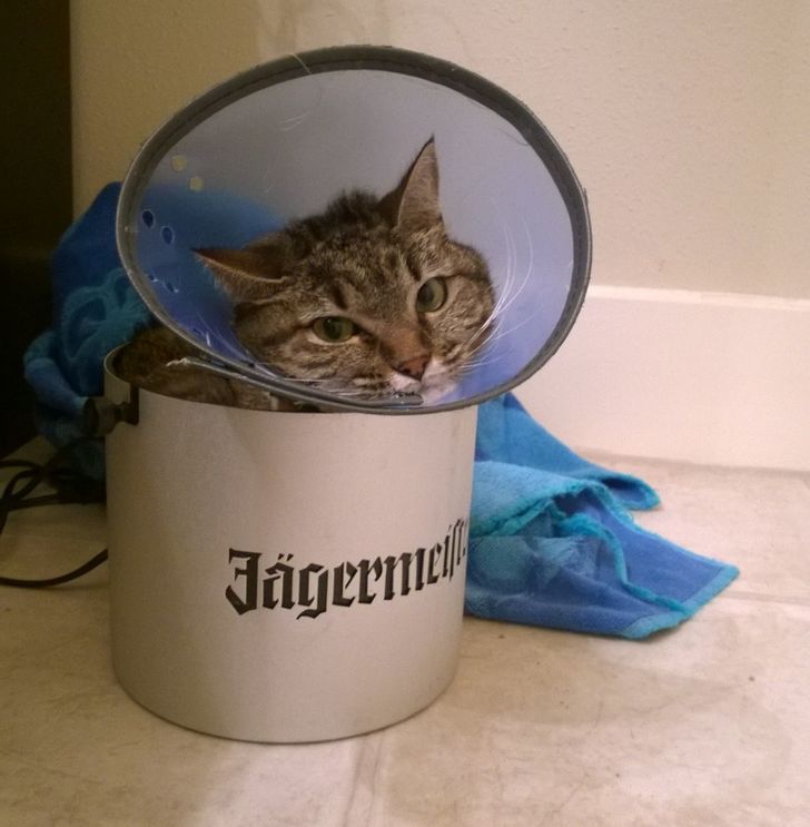 668c1a54409effba9acc24028c