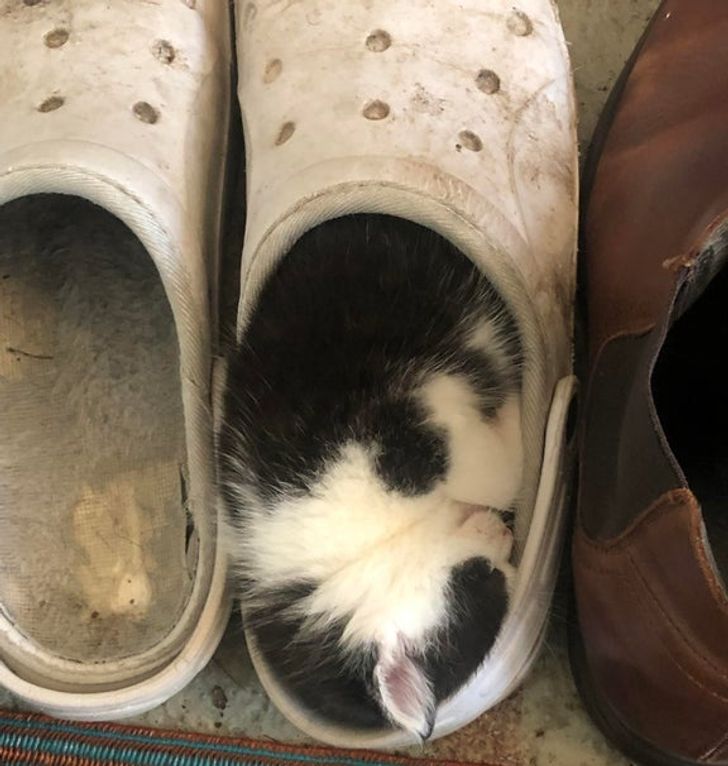 66c92c5d6eb480a6c748182781