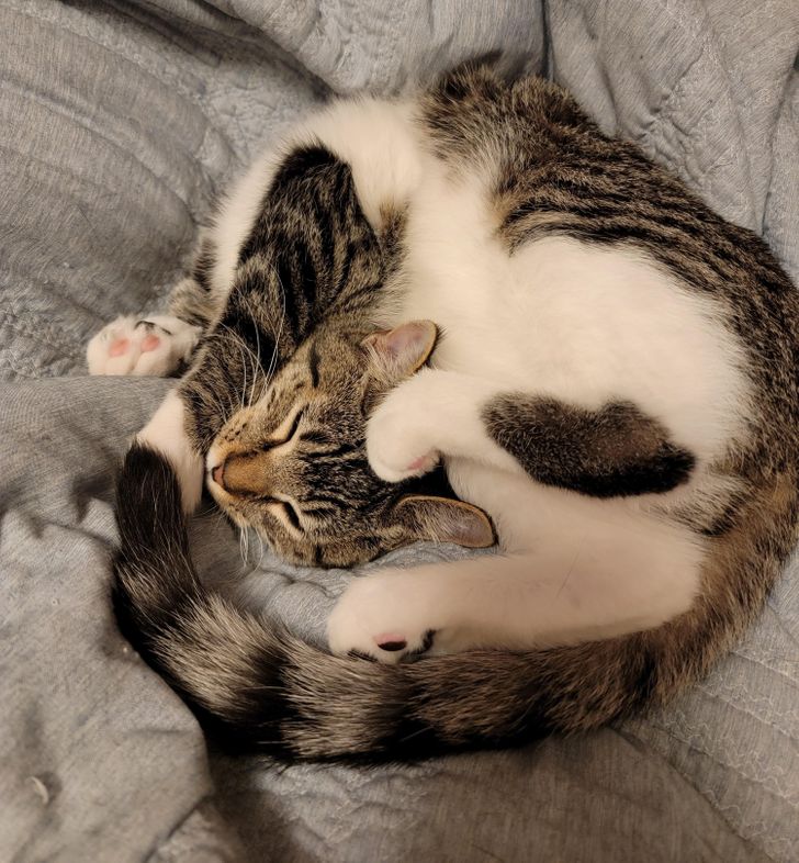 677be950efba2e57ed74742018