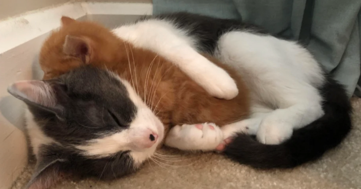 67d66c563698efb8b6e04e4c03