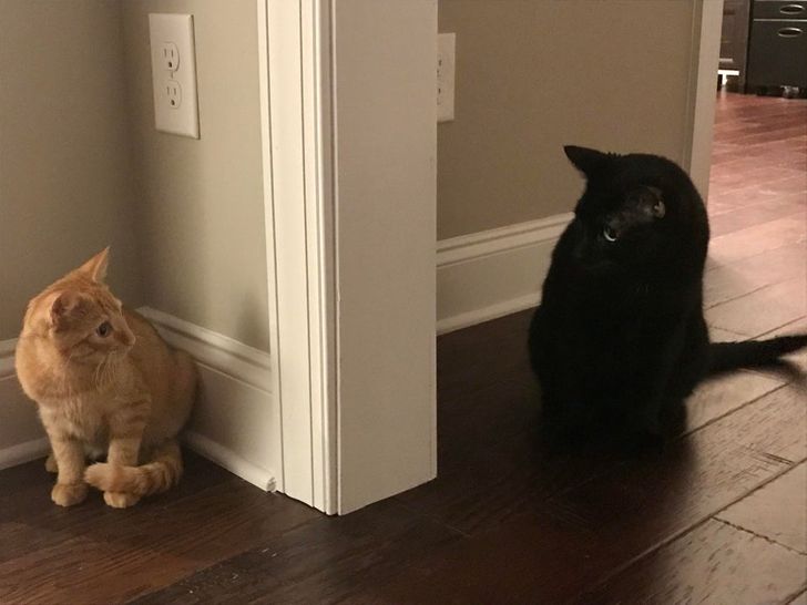 6812cb50229c26d167b4e9b442