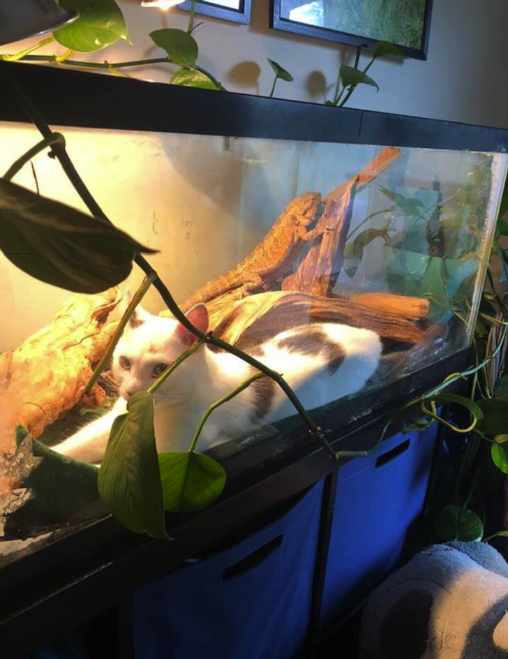 68bfc3526384ad8e499954203e