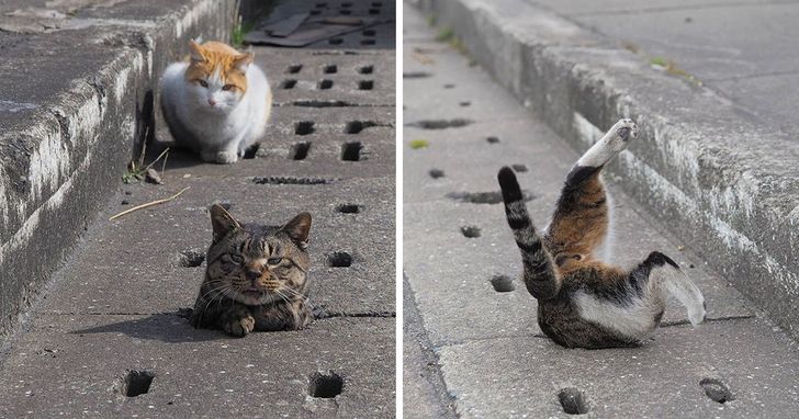 69492659e497e66cb7a58786d4