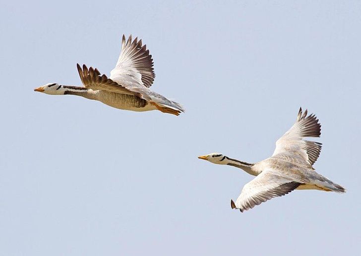 69652259299aea2ba78023d459