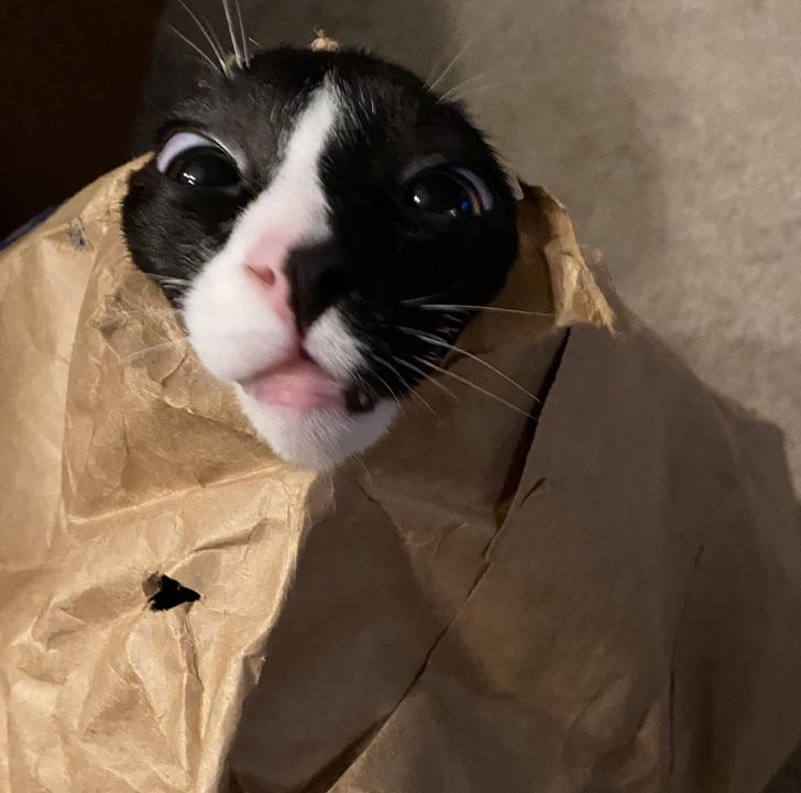 69b31d5ad3b7c4396056e6379c