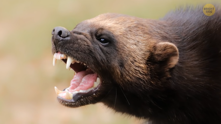 69e5195d3cb9f95503d4e75218