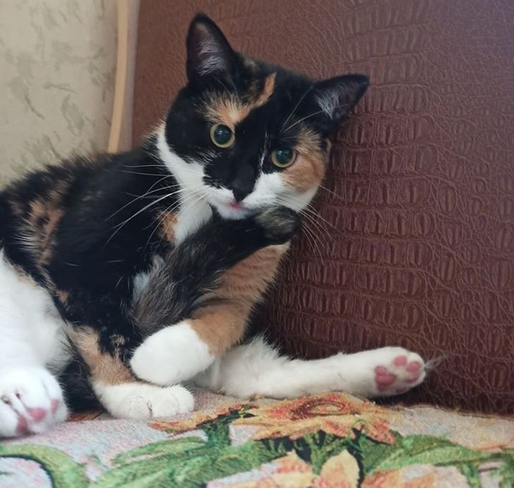 6a6b125082aefdc456bcc3ac02