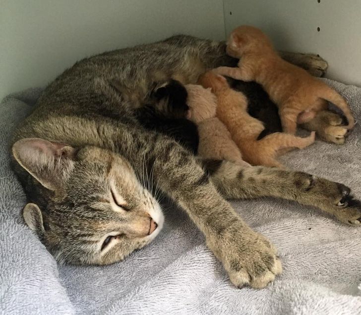 6be33751a18db4078475b33bac