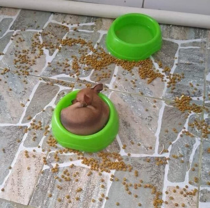 6be82a5d9093440ce99edd645c