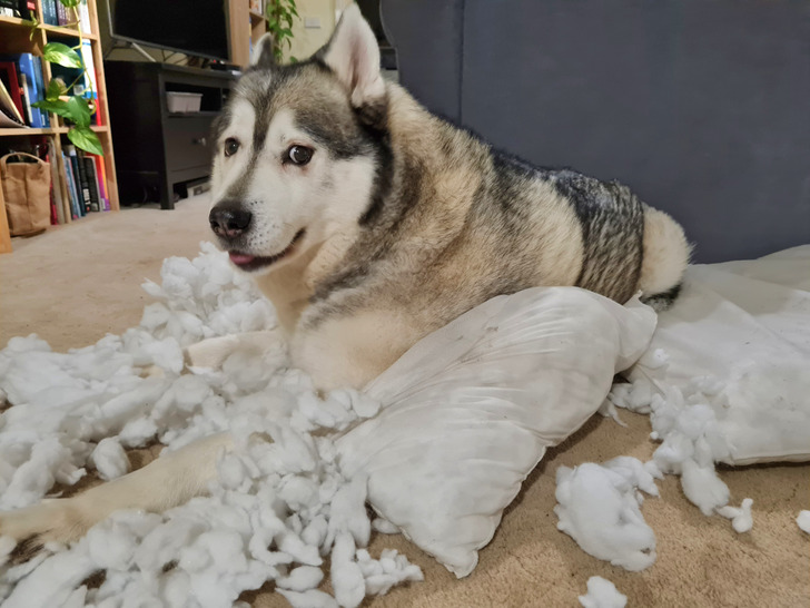 6c136350c6bddce14b4e546f6c