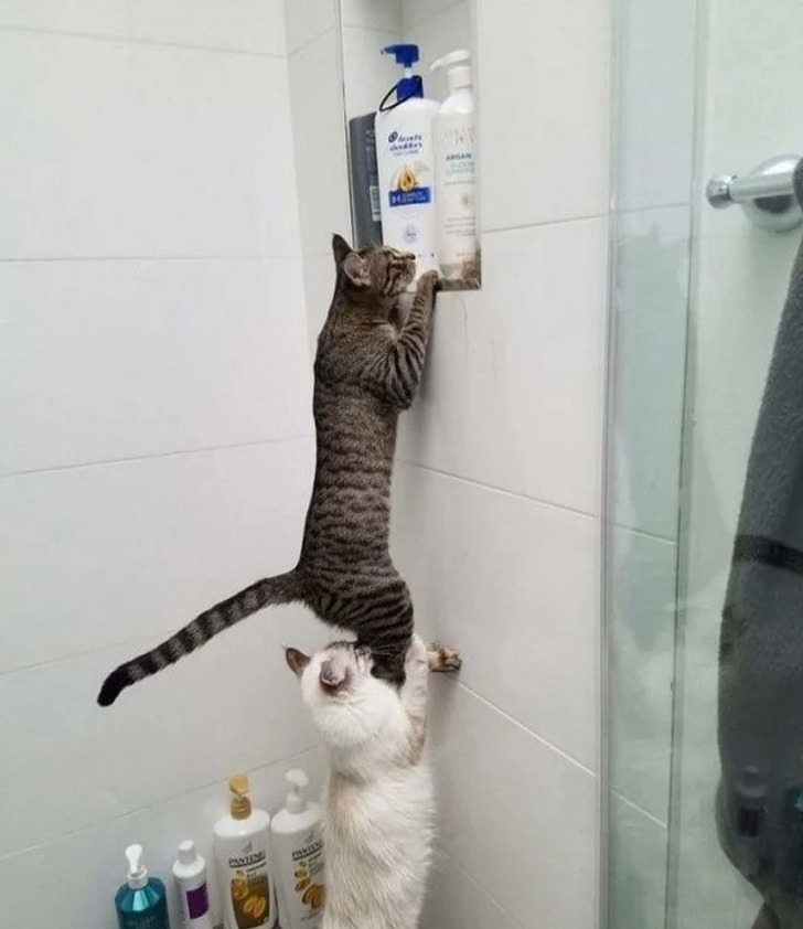 6c54c855d58b80358650fe8a39