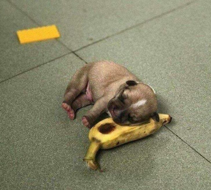 6ce0355a0d9fe434762288e812