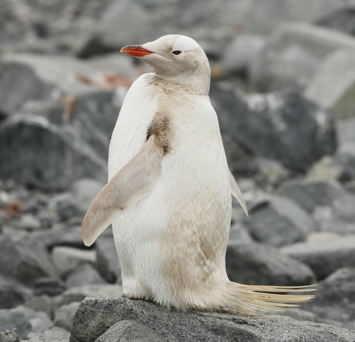 6ced315f61960cea68188aef40