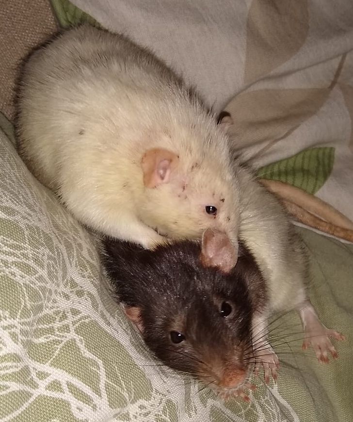 6cf6a75a4981ae4f098da81168