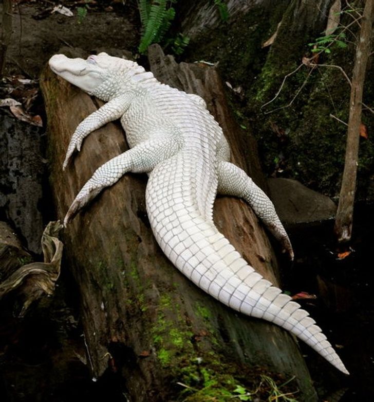 6d0df15957a336712108a31ce2