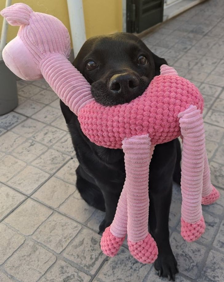 6d16985b8a87af77a102ca17be