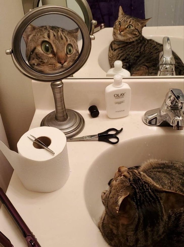 6da3a750c991639b8fe91b6832