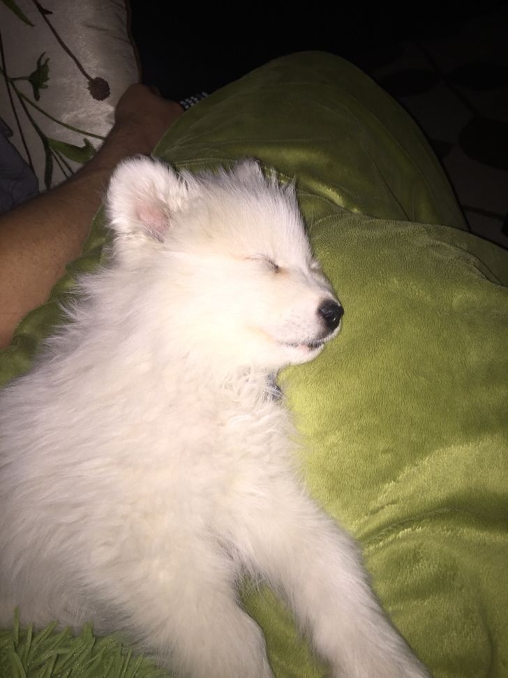 6daab35182889166ca8e365f85