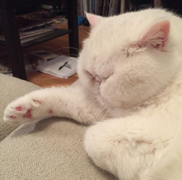 6e3a8754cabcc16fb5d5612062