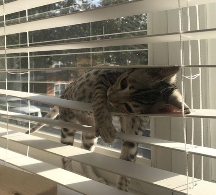 6e85655f86bf18caded7228618