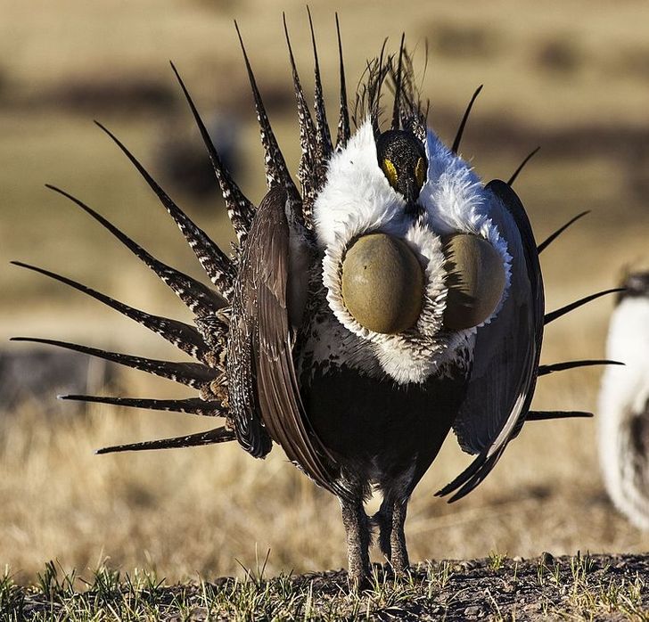 6e8f4a5f0b954fda14eb3b60cf