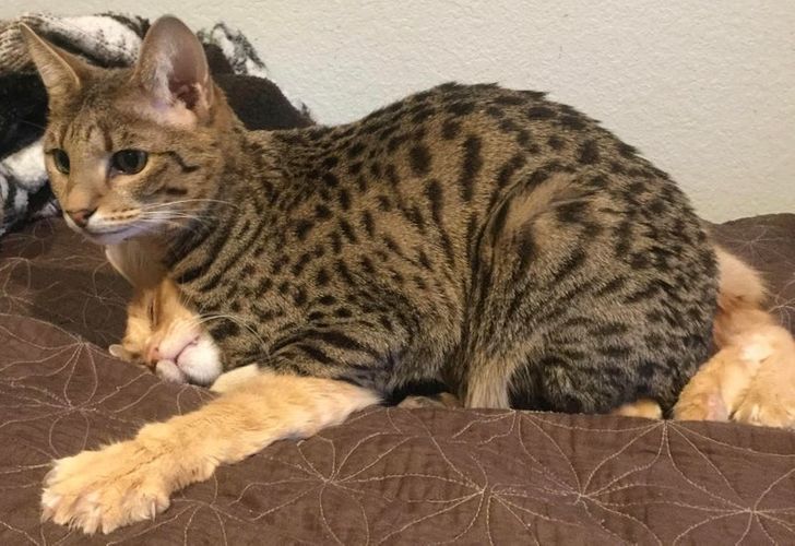 6e96a85a868b54ce48b1b073cc