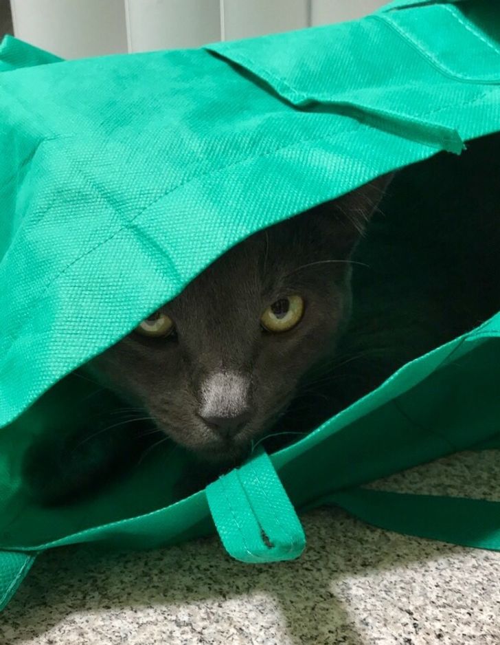 6e976e579aaf288cb09c01e72c