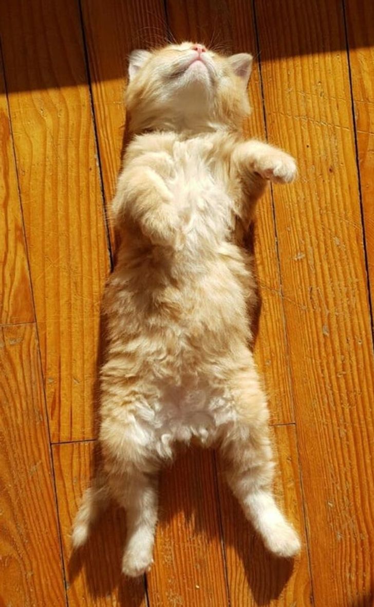 6ee6cc54f68eadd3c73784b335