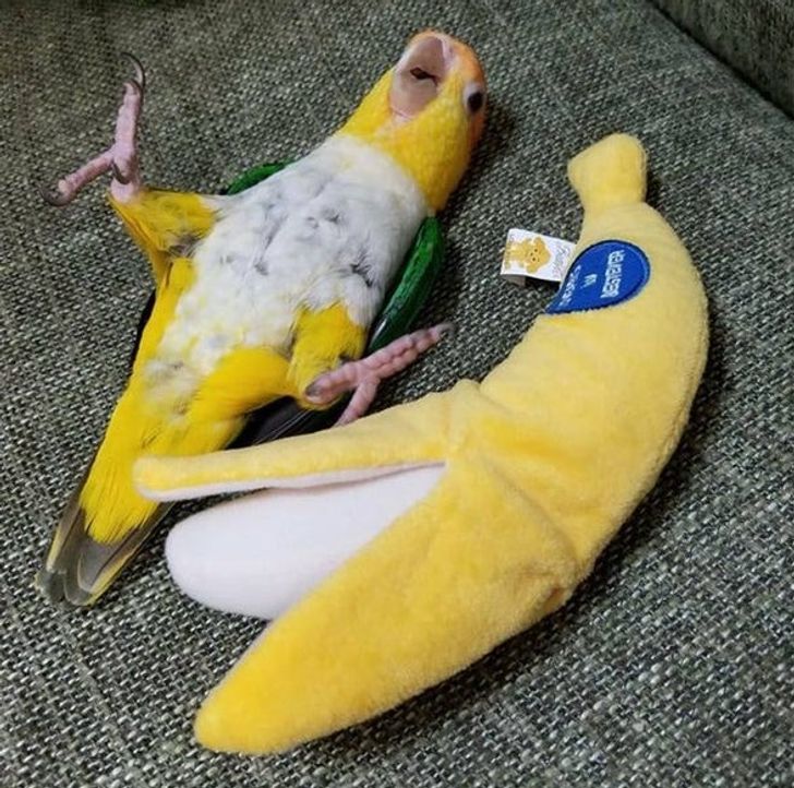 6fa17a5e30ba7083ef4a3a35ac